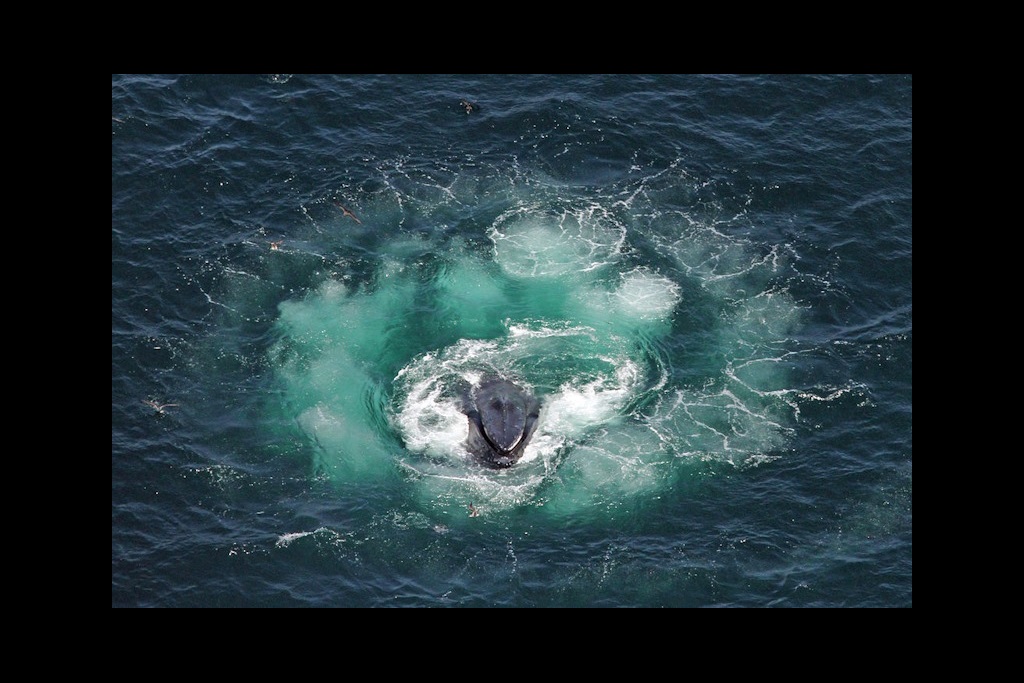 Humpback whale lunging in the centre of a bubble net spiral