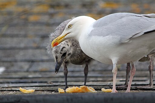Herring gulls
