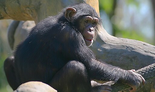 Chimpanzee