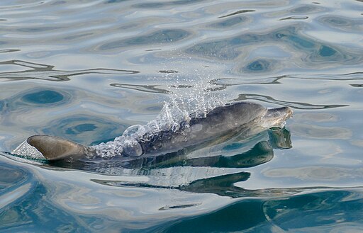 Bottlenose dolphin