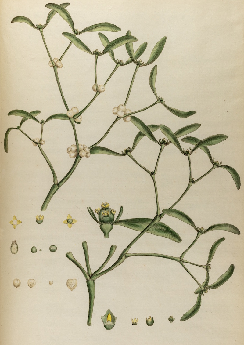 White mistletoe by Johann Sebastian Müller, 1777