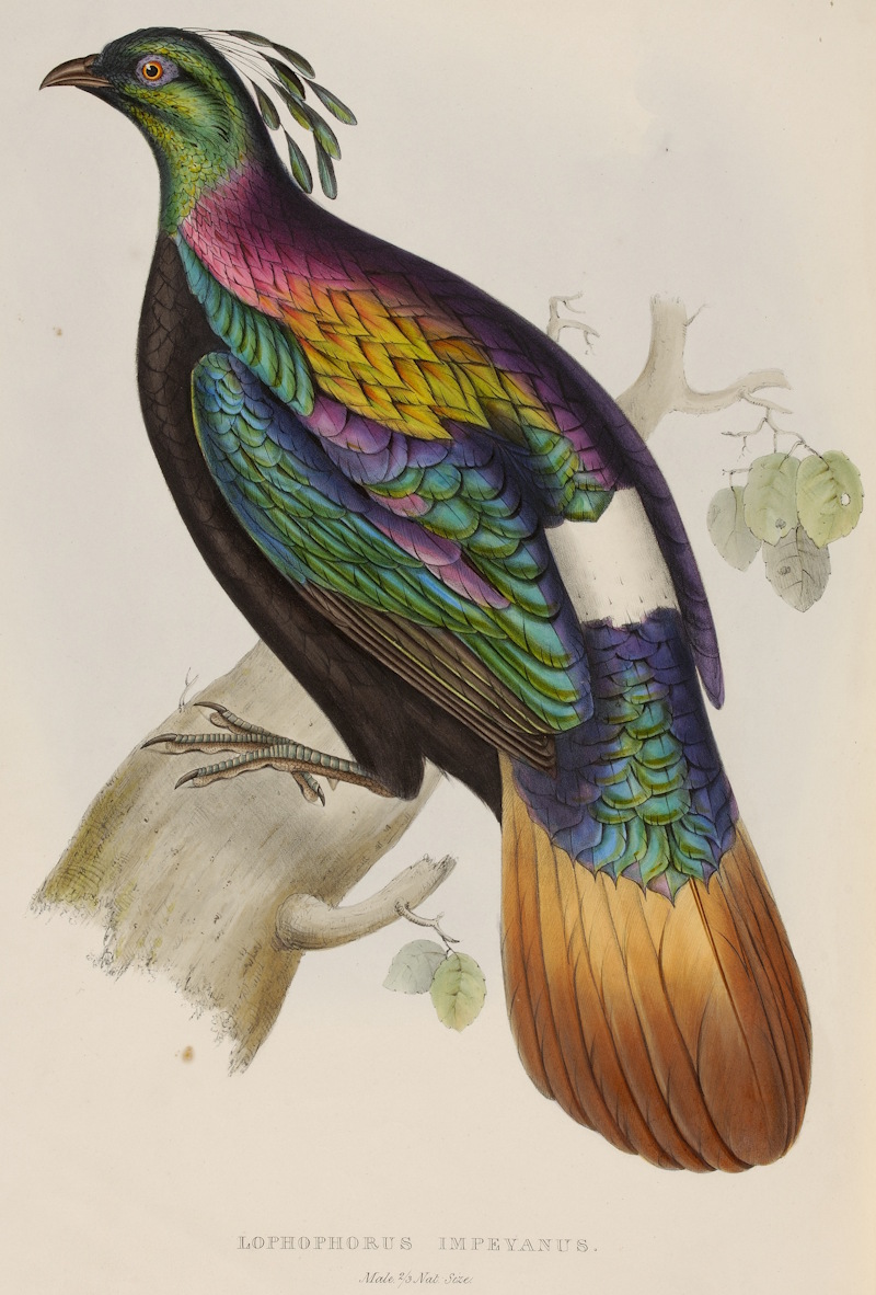 Himalayan monal by Charles Joseph Hullmandel, after Elizabeth Gould, 1832