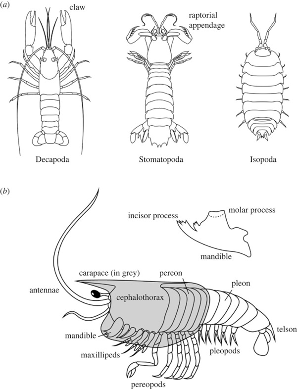 Malacostraca and their body structure. doi/10.1098/rsfs.2023.0075.