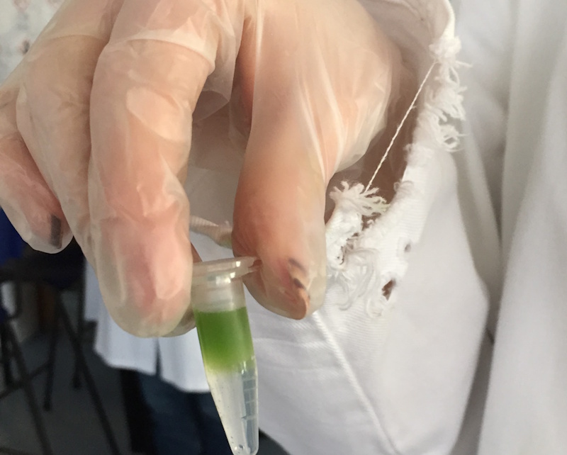 Students isolating DNA from daffodil samples