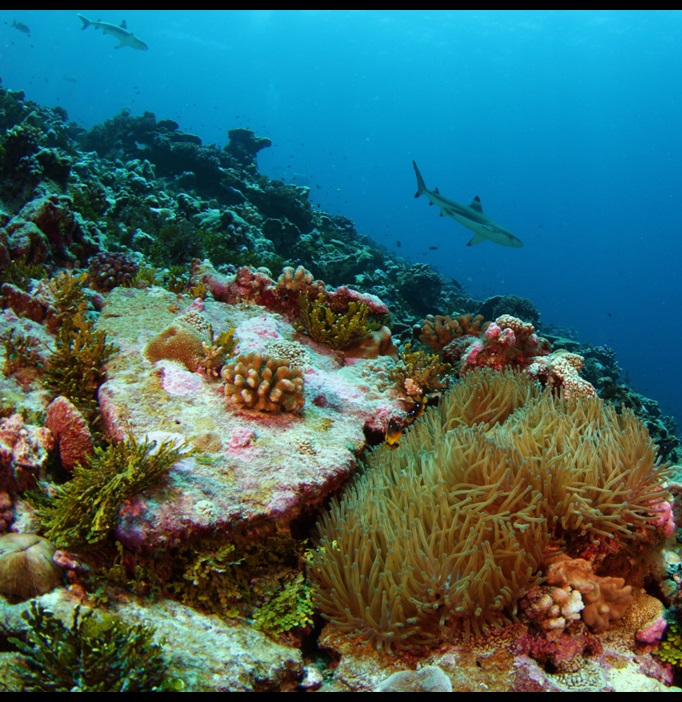 Coral reef sharks