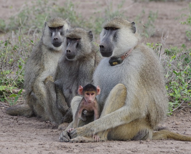 An adult male and infant baboon in the Amboseli ecosystem, Kenya. Photographed by Elizabeth Archie. The adult male baboon loosely holds the infant in its lap, whilst two other adults sit in the background.