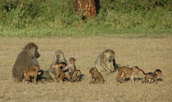 An adult male and several juvenile baboons in the Amboseli ecosystem, Kenya. The adult is sitting, whilst the juveniles play around on the yellow grass. Photograph by Susan C. Alberts.