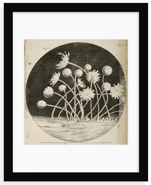 Illustration showing a microscopic view of blue mould growing on leather, by Robert Hooke (London, 1665).