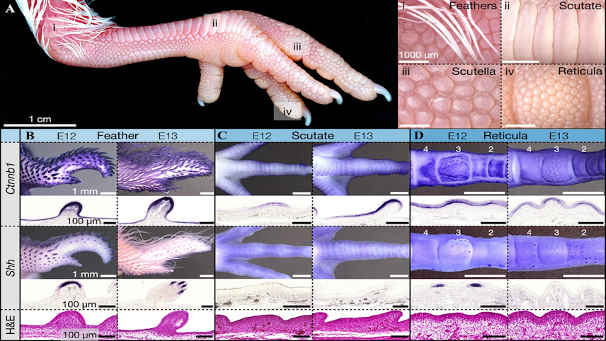 Normal development of avian skin appendages