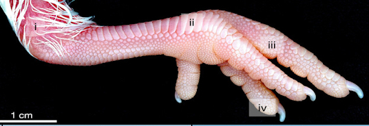 Normal development of avian skin appendages