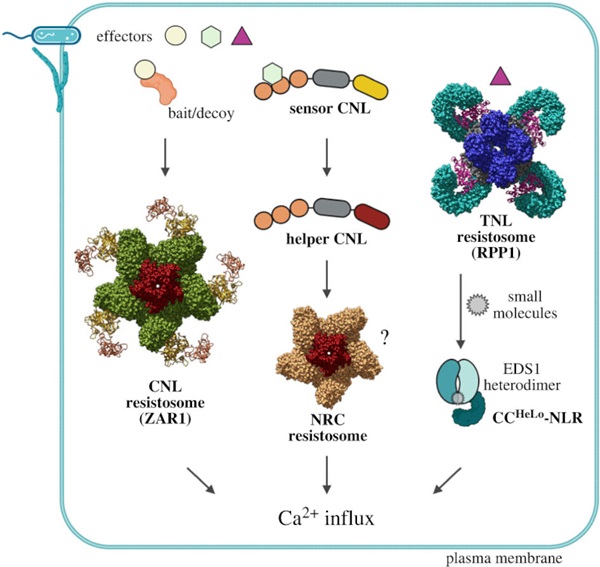 Different plant NLR resistosomes converge on Ca2+ influx in immunity. doi/10.1098/rsob.23038.