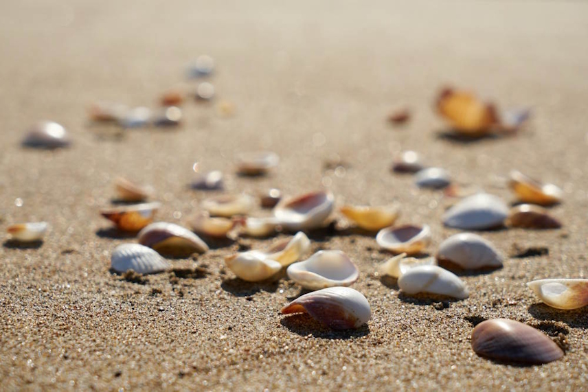 Sea shells on the beach