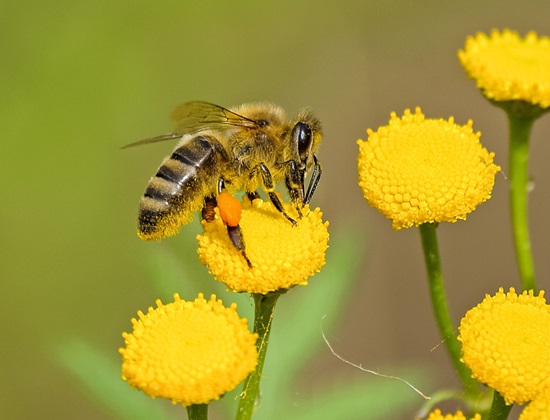 Bee on a flower