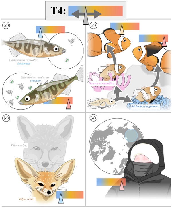 Tuning of metabolism, energy demands, and environment through the modulation of TH levels. doi/10.1098/rstb.2022.051.