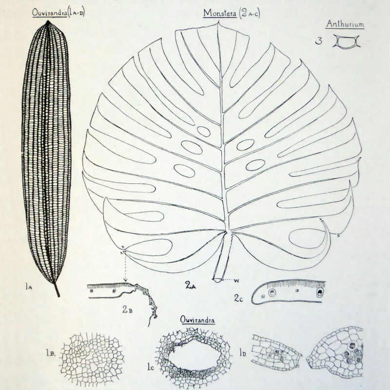 Swiss cheese plant by Agnes Arber, 1925