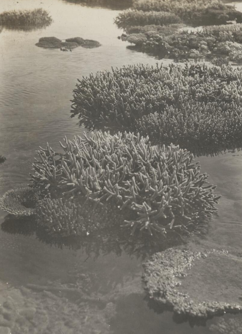 Exposed coral near the anchorage, Low Islands, Queensland, ca. 1928, by C M Yonge