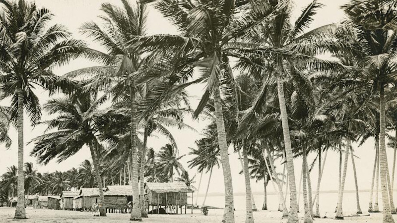 The village seen through the palms, Badu Island, Queensland, ca. 1928, by C M Yonge