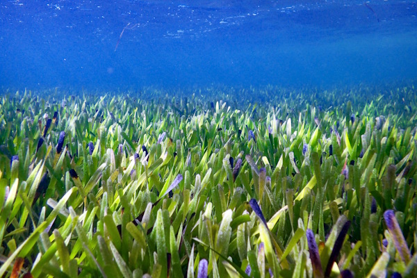Seagrass plant
