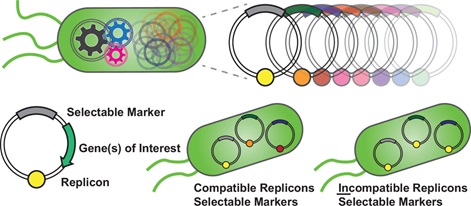 Bacteria plasmids