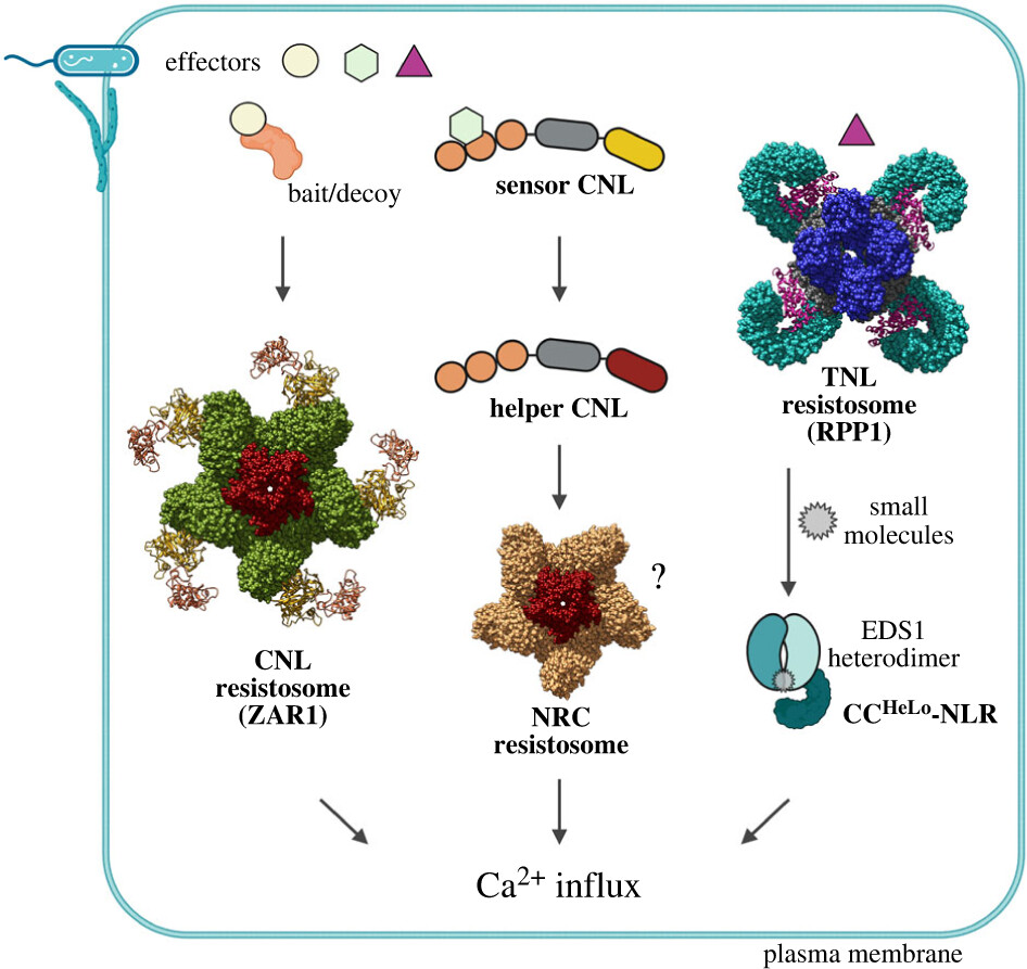 Different plant NLR resistosomes converge on Ca2+ influx in immunity