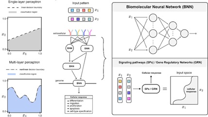 Figure 1 from article - Pattern recognition in living cells