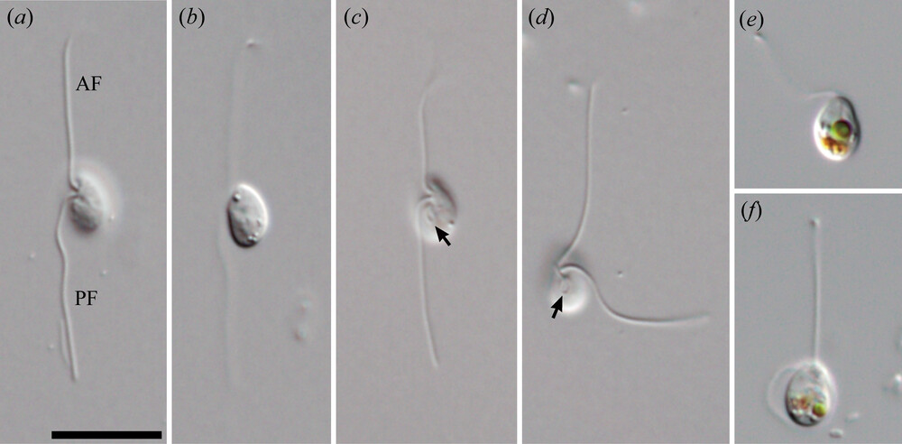 Glissandra oviformis