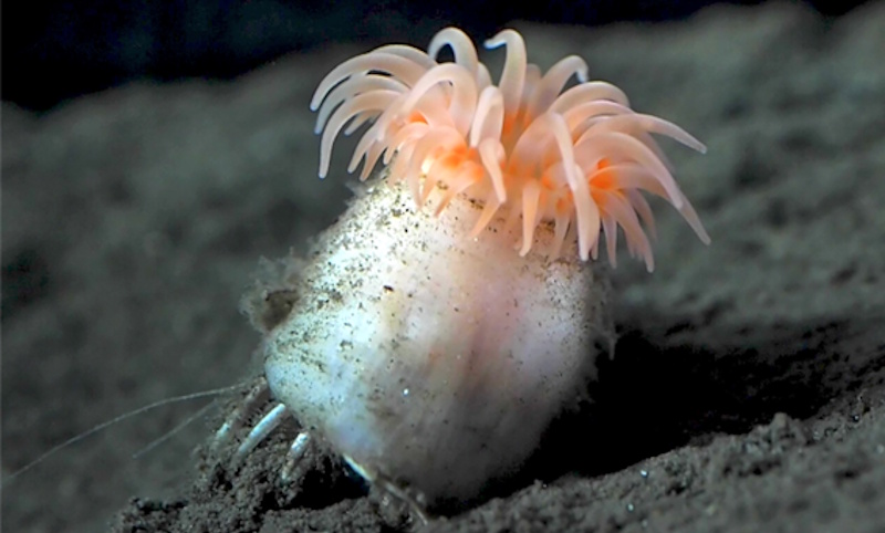 Anatomy of Paracalliactis tsukisome sp. nov