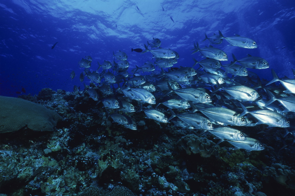 Trevally Jacks stream over reef