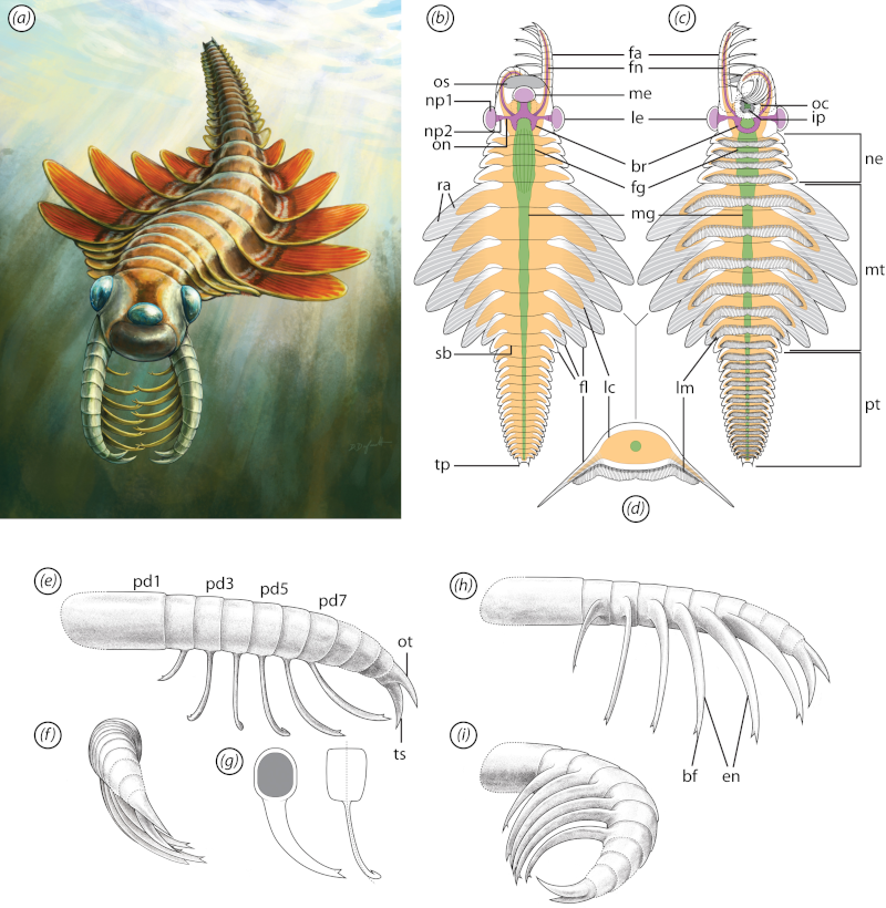 Morphological summary and artistic reconstruction.