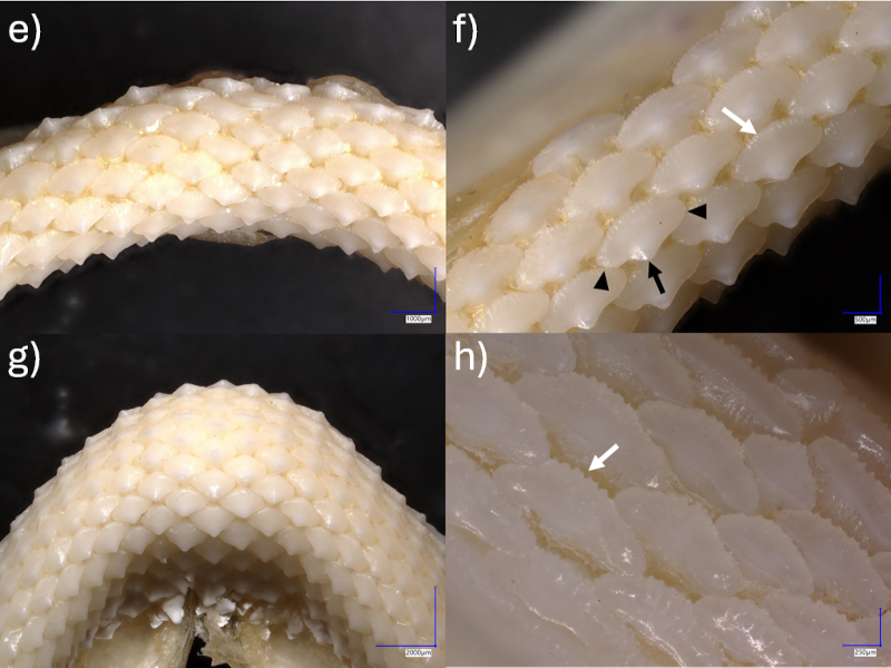 Cranial structures and details of the dentition in a male, juvenile rig (Mustelus lenticulatus).